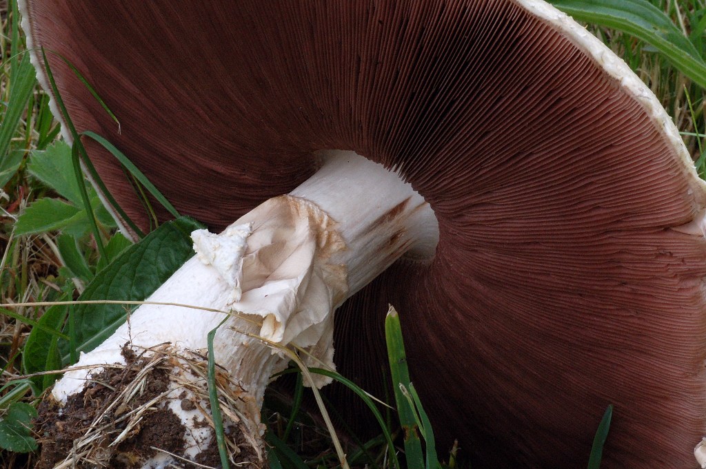 Agaricus nel campo di golf.